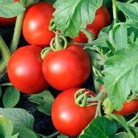 Описание сорта томата каротинка, его выращивание и уход