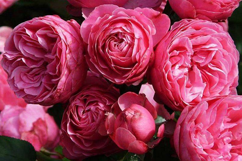 Розы флорибунда: описание, посадка, выращивание и уход