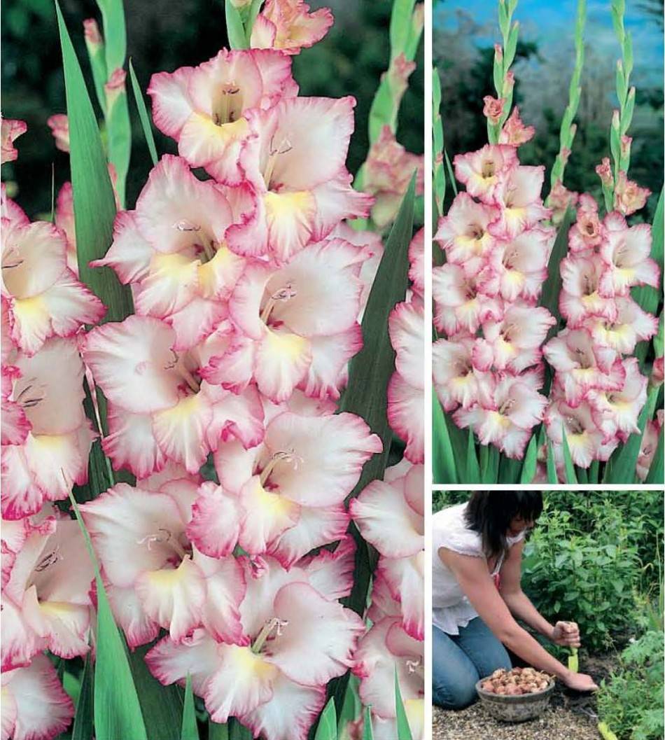Лучшие сорта гладиолусов для вашего сада с фото и описанием цветов