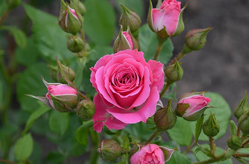 Описание и характеристики разновидностей сортов роз Лидия, посадка и уход
