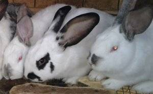 Болезни кроликов, опасные для человека: описание, фото, лечение