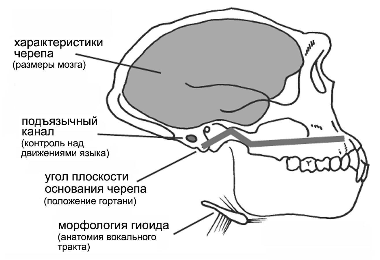 Соединение костей периферического скелета