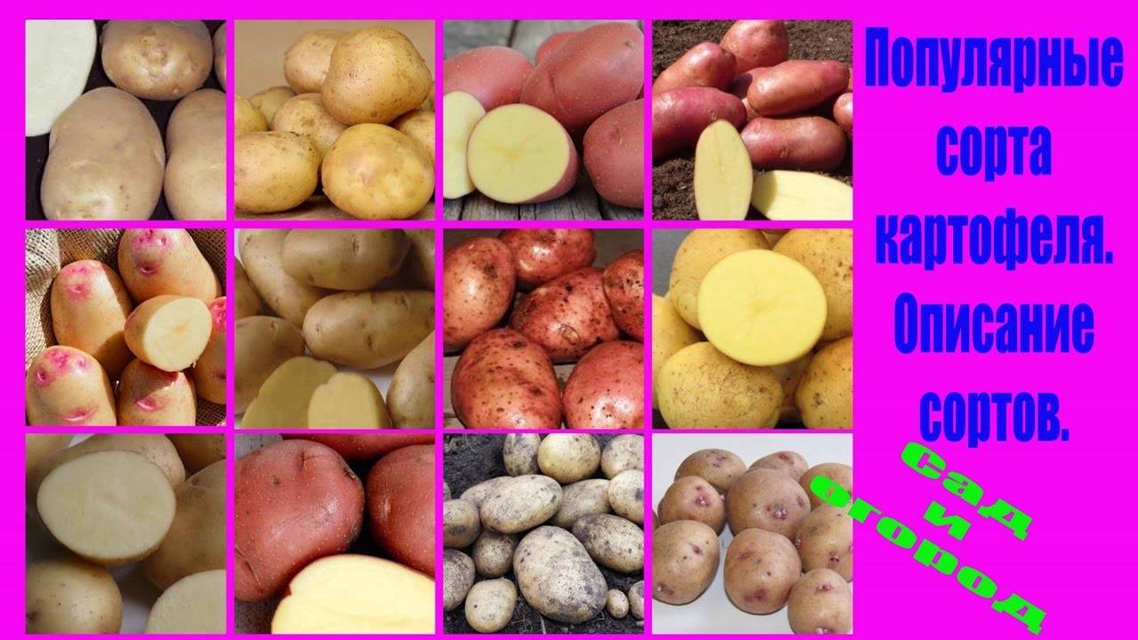 Картофель скарб — всё об особенностях выращивания белорусской бульбы
