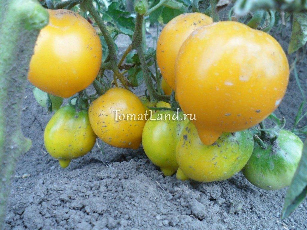 Характеристика и описание сорта томата анюта, его урожайность