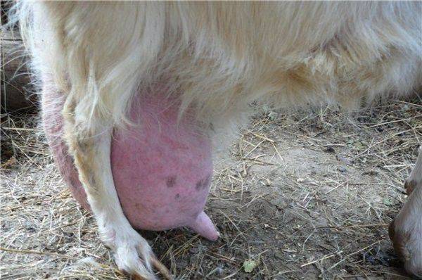 Симптомы серозного мастита у коровы, препараты и народные методы лечения