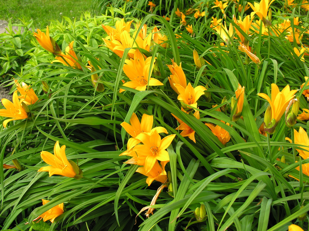 Зимостойкие многолетние цветы. многолетние цветы для сибири: фото и названия