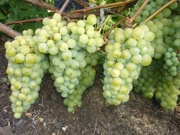 Виноград мускат — лучшие 10 столовых сорта винограда с мускатным вкусом