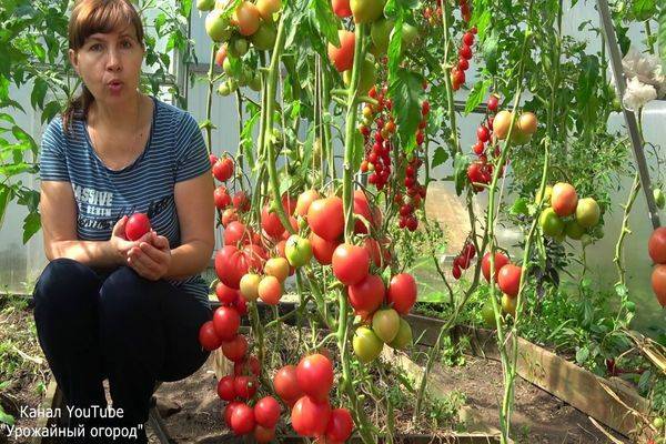 Советы «Урожайного огорода Татьяны», когда и как сеять томаты