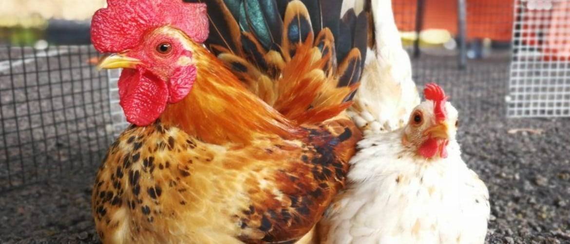 Если выяснить почему дохнут цыплята бройлеры, можно спасти поголовье птицы