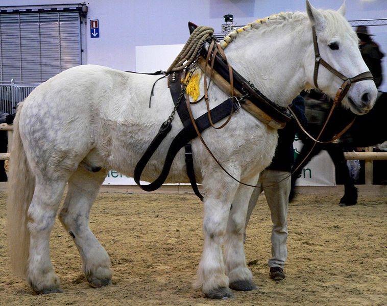 Для чего разводят самых больших лошадей?