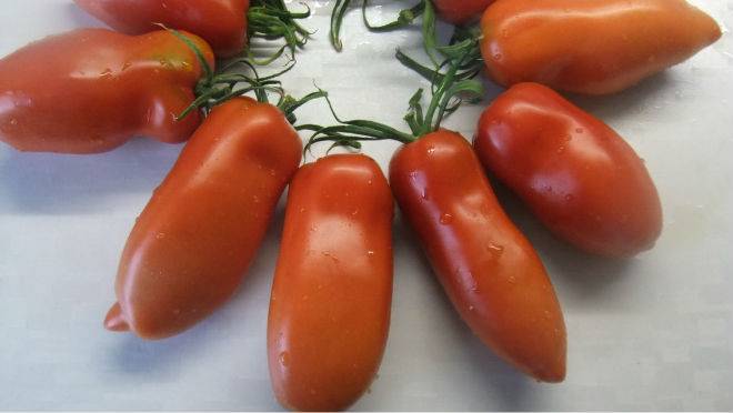 Сорт с невообразимым внешним видом — томат безумие касади: обширное описание помидоров