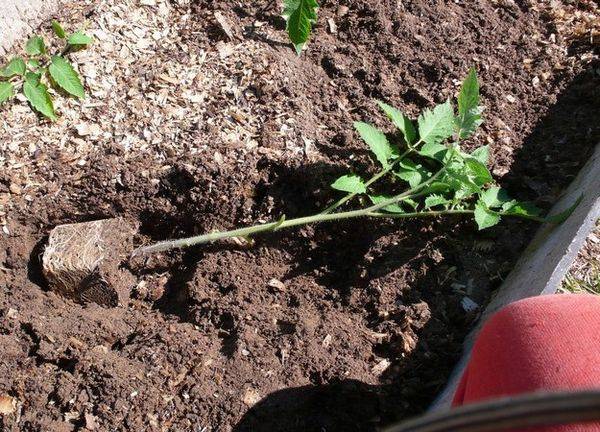 Как правильно посадить переросшую рассаду огурцов в открытый грунт или теплицу
