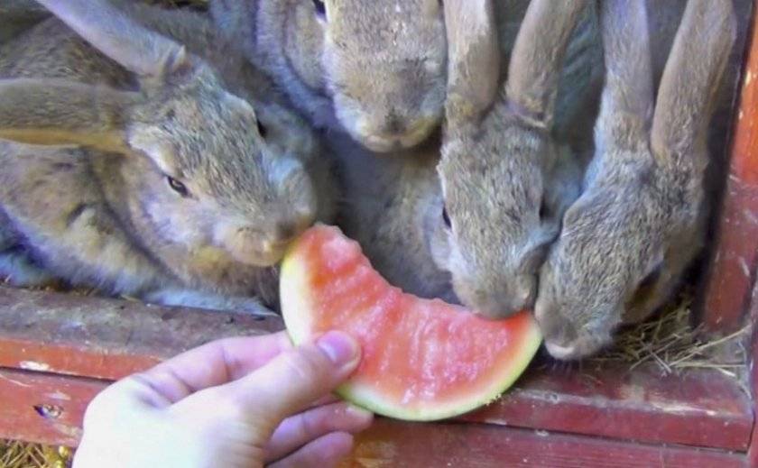 Какое зерно можно давать кроликам и как их кормить?