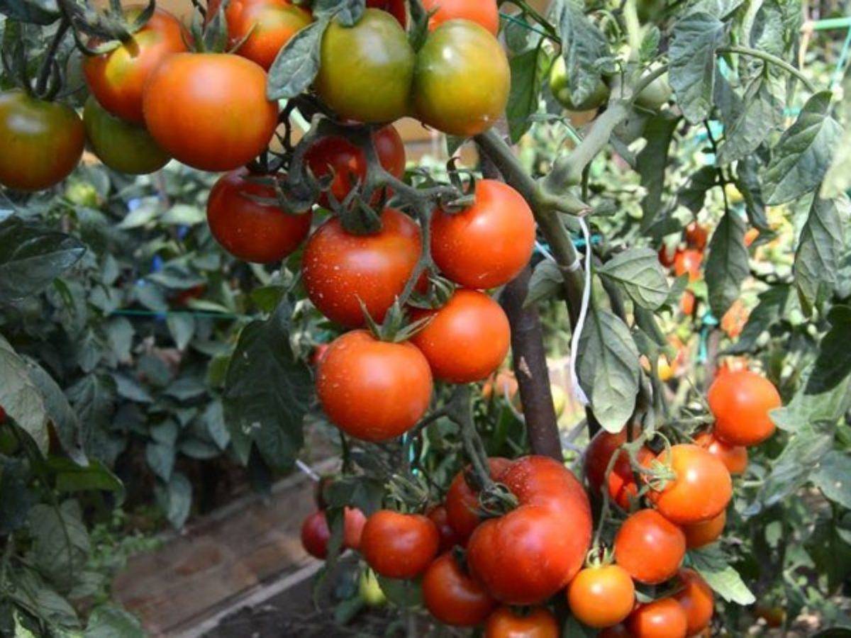 Описание сорта томата Ваше благородие, особенности выращивания и ухода