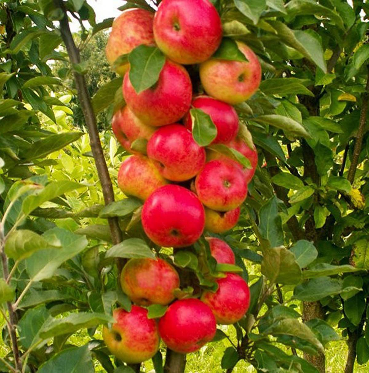 Яблоня апорт: преимущества сорта и правила выращивания в саду