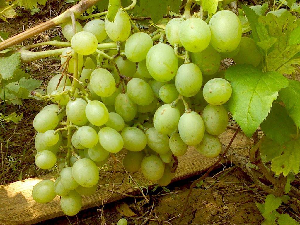 Описание и тонкости выращивания винограда сорта триумф