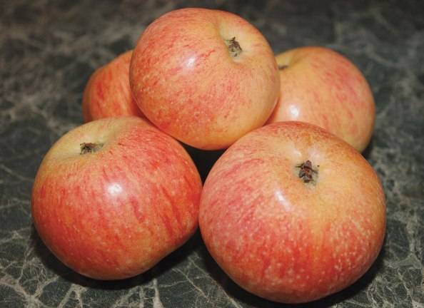 Описание и характеристики сорта яблонь коробовка, посадка, выращивание и уход