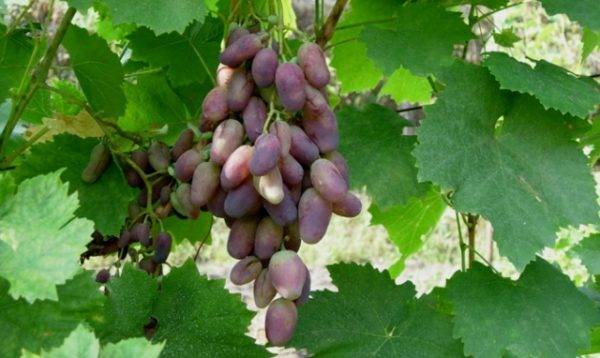 Лучшие технические сорта винограда с описанием и фото