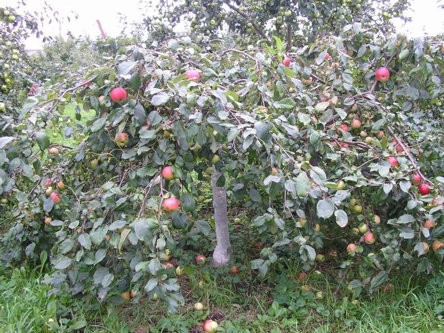Описание и характеристики сорта яблони вишневое, посадка и выращивания