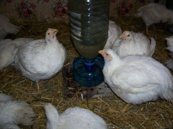 Как самостоятельно сделать поилки для кур и цыплят?