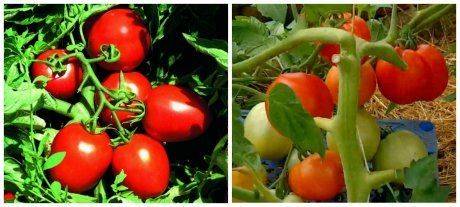 Чем отличаются детерминантные и индетерминантные сорта помидоров