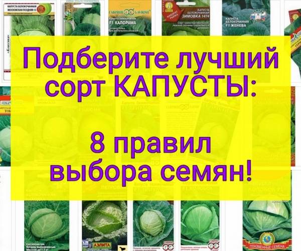 Лучшие сорта капусты с описанием и выбор по регионам выращивания