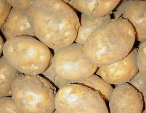 Российский картофель сорта удача: самый ранний, самый вкусный!