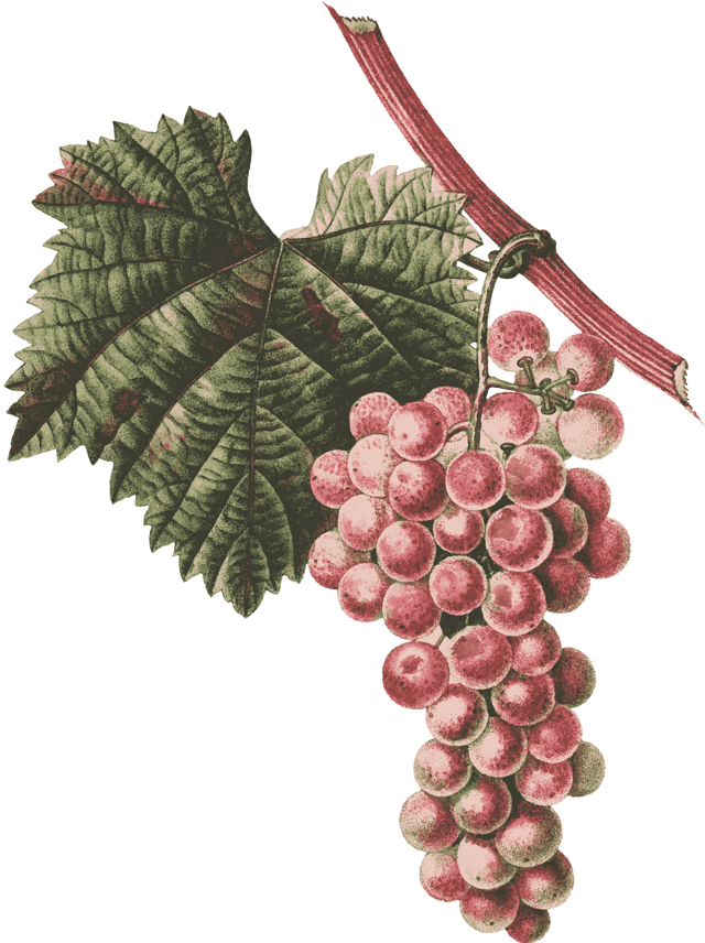 Виноград «ландыш»: описание сорта, фото, отзывы