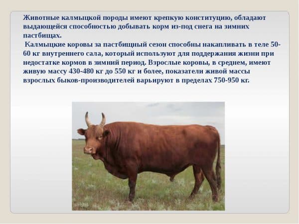 Характеристики бычков калмыцкой породы