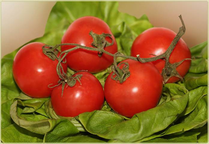 Как правильно выбрать урожайные сорта помидоров для теплиц
