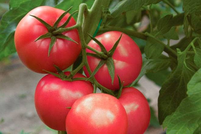 Выращивание томата розовые щечки