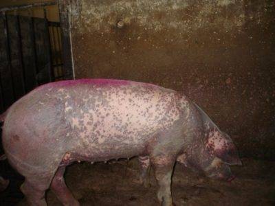 Причины и симптомы рожи свиней, методы лечения и профилактики