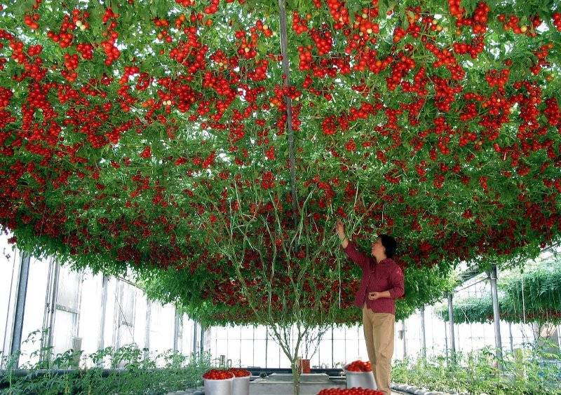 Томат сорта спрут: вырастет ли помидорное дерево?