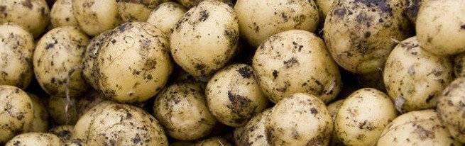 Выращивание картофеля из семян — сложно, но интересно