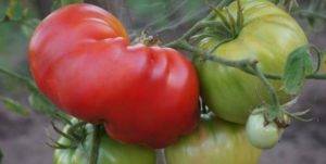 Томат любящее сердце красное — описание сорта, урожайность, фото и отзывы садоводов