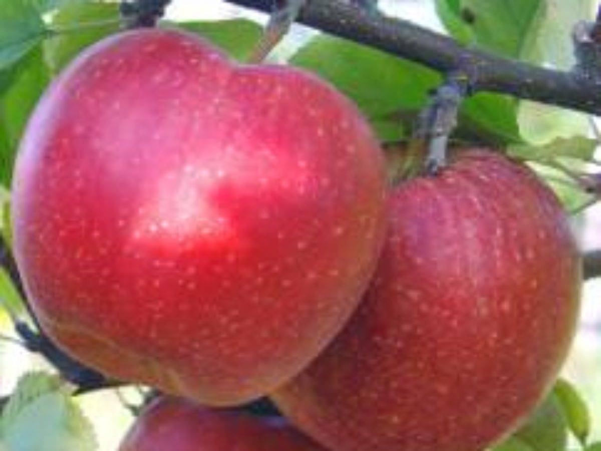 Описание и характеристики яблони сорта граф эззо, достоинства и недостатки, урожайность