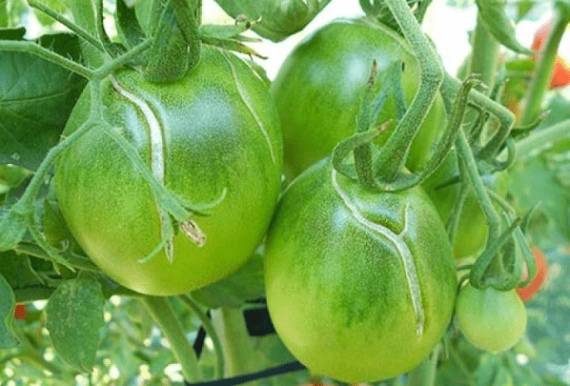 Что делать если начинают трескаться помидоры на кустах при созревании