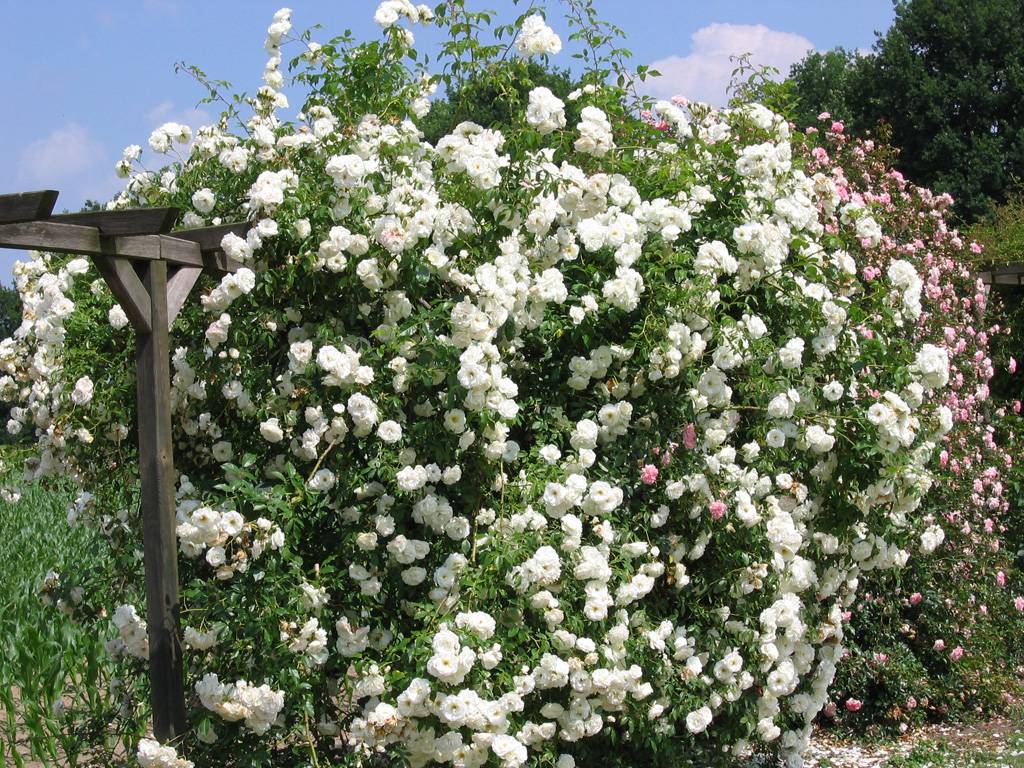 Описание и правила выращивания плетистой розы сорта Айсберг