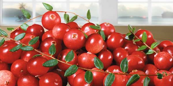 Все о полезных свойствах и противопоказаниях ягод брусники