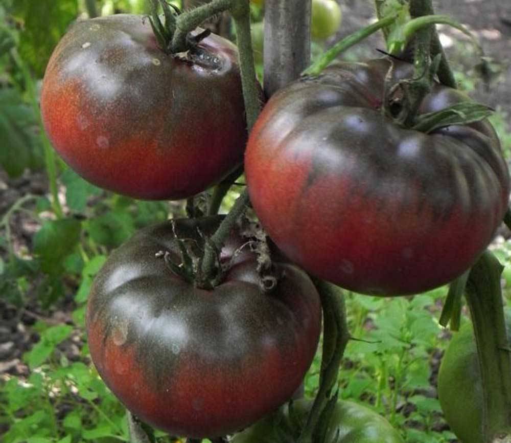 Выращивание томата сахарный бизон
