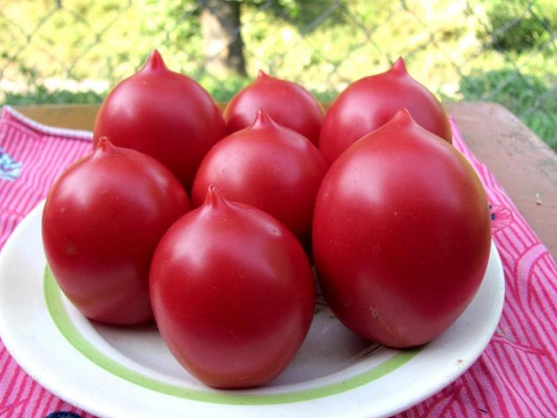 Лучшие сорта помидоров для засолки и консервирования
