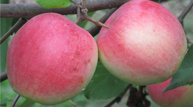 Описание и характеристики сорта яблонь Строевское, выращивание и уход