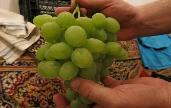 Супер экстра — один из сверхранних сортов винограда от простого шахтёра из ростова