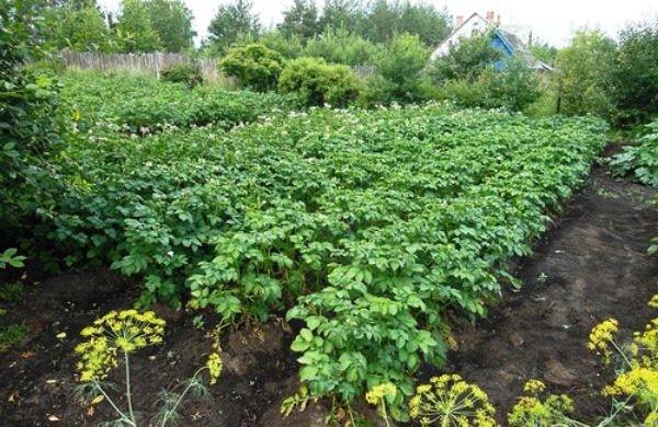 Когда зацветает картошка после посадки. когда копать картошку — собираем урожай после цветения. уход за картофелем по окончании цветения