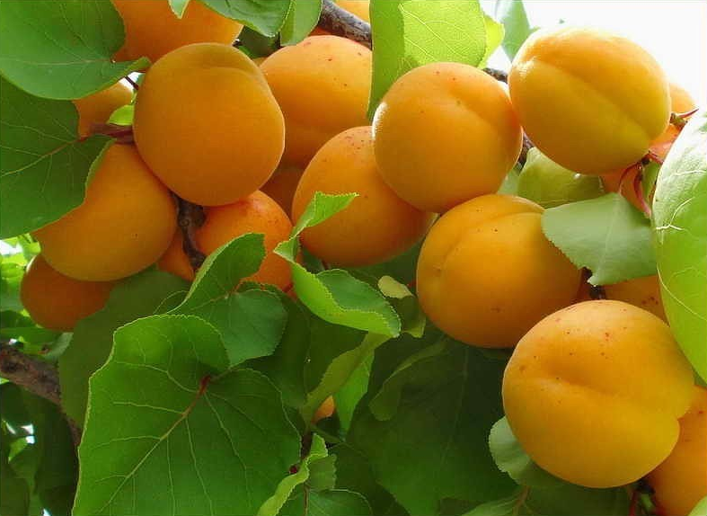 Описание сорта абрикосов Кичигинский, выращивание, посадка и уход