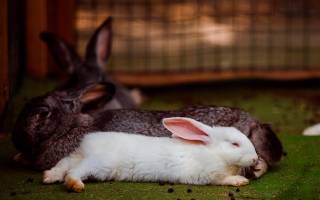 Что общего и чем отличается кролик от зайца