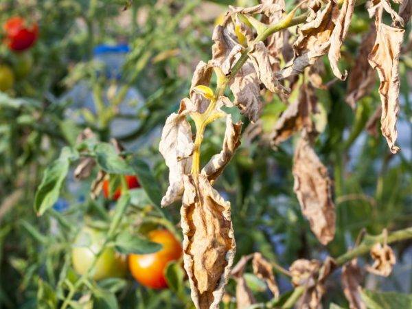 Альтернариоз томата (сухая пятнистость) — причины, симптомы и меры защиты