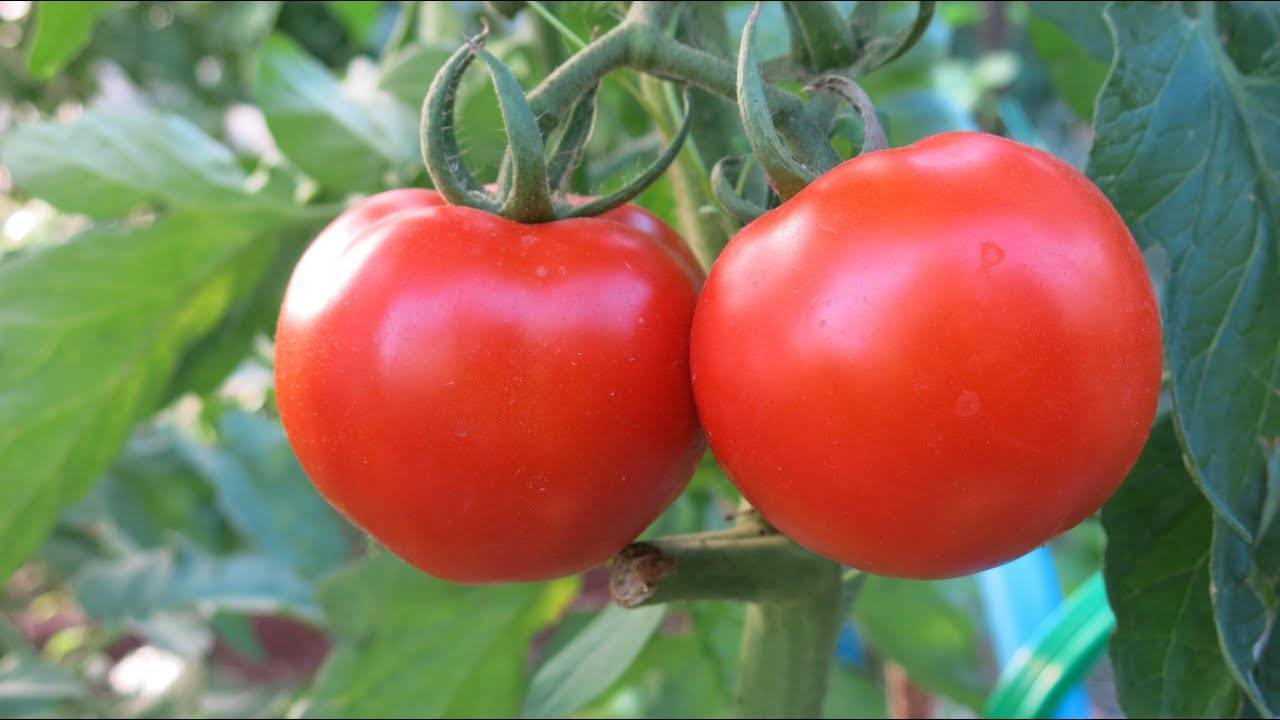Как и для чего проводить опрыскивание томатов сывороткой с йодом: рецепт раствора и инструкция по обработке