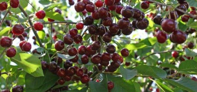 Описание и выращивание сорта вишни тургеневская