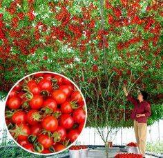 Как вырастить томатное дерево в условиях открытого грунта